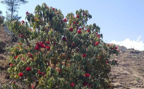 Full bloom of rhododendron that can be seen during the Champadevi Hike in spring: one of the top 6 routes near Kathmandu