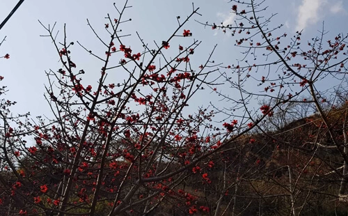 Langtang Valley Trek in Spring