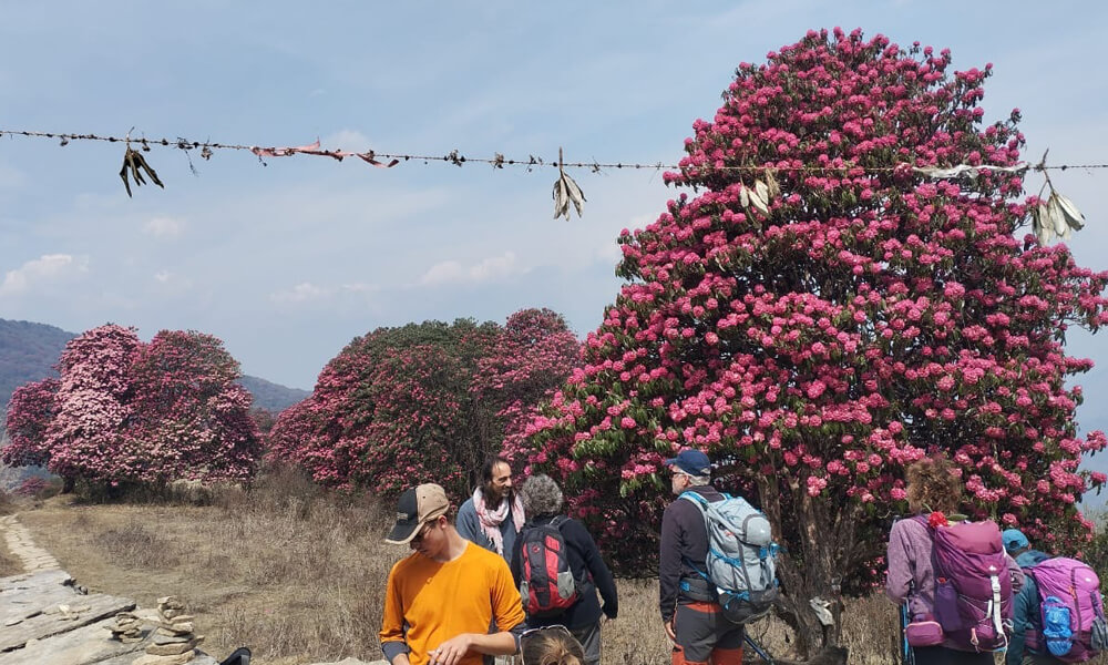 Ghorepani Poon Hill Trek 